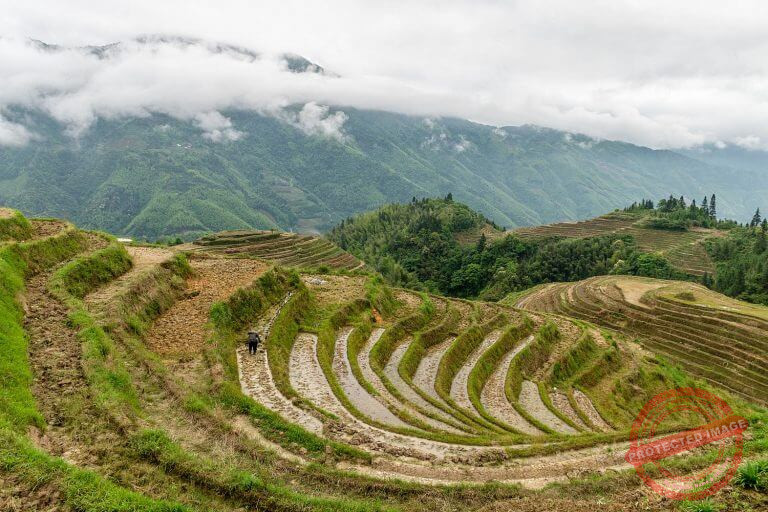 Elevated view of rice fields on a foggy day at Longsheng Rice Terraces, Longji, China