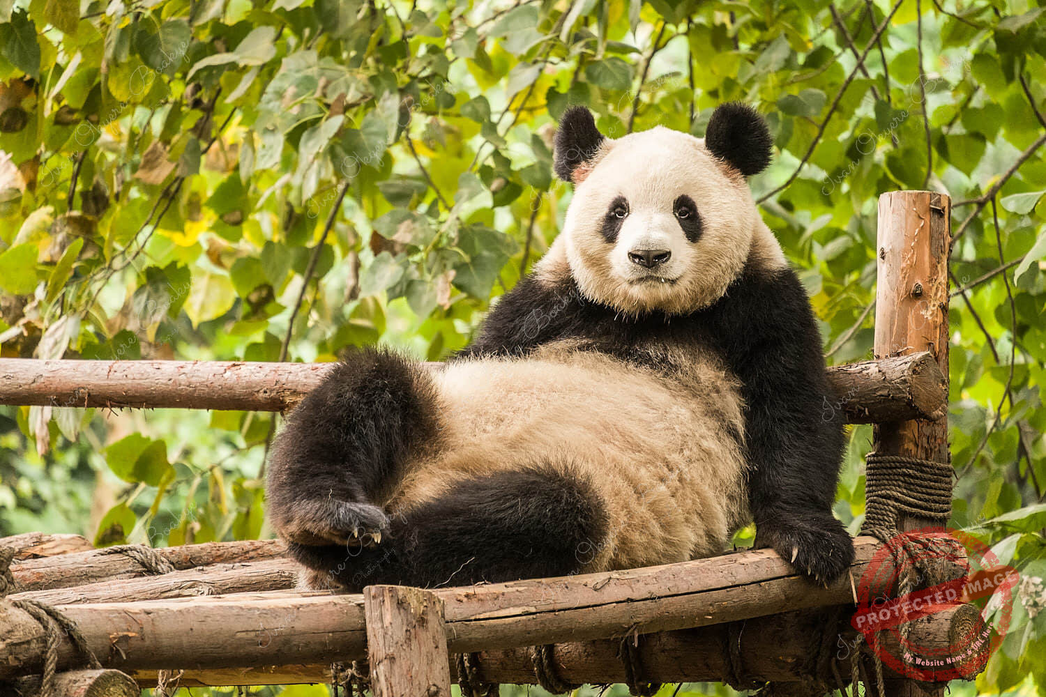 Panda lying down looking towards camera, Bifengxia Panda Base, China